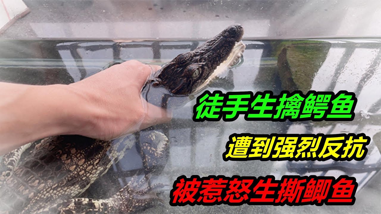鱷魚在遭到威脅時，會不顧一切奮起反抗，甚至上演「死亡翻滾」