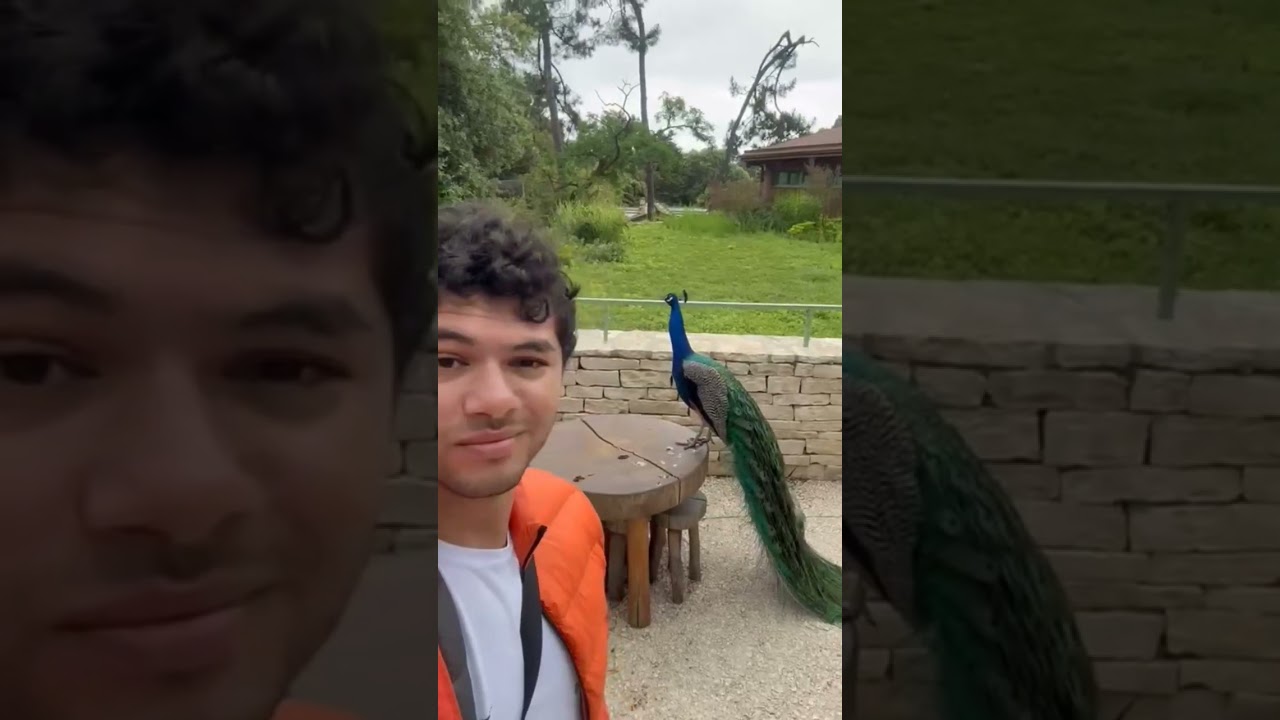 😍 #zoofrança #viagemfrança #youtubeshorts #shorts #brasileirosnafrança #viagemeuropa