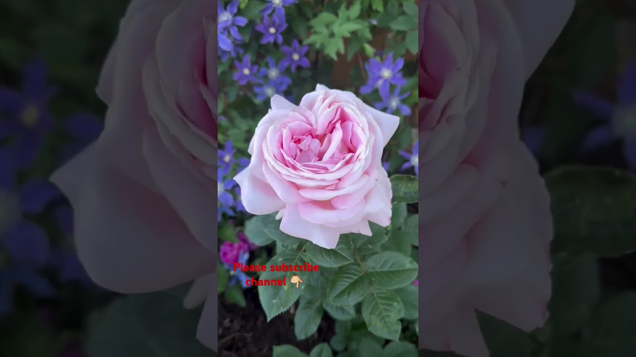 Fragrant Hybrid ROSES | Rose Garden | सुगंधित हाइब्रिड गुलाब ⚘️