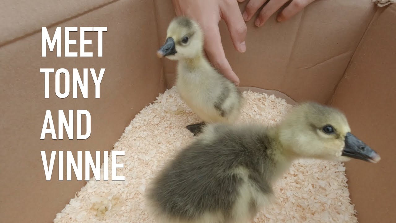 Meet Tony and Vinnie - Our Guard Geese