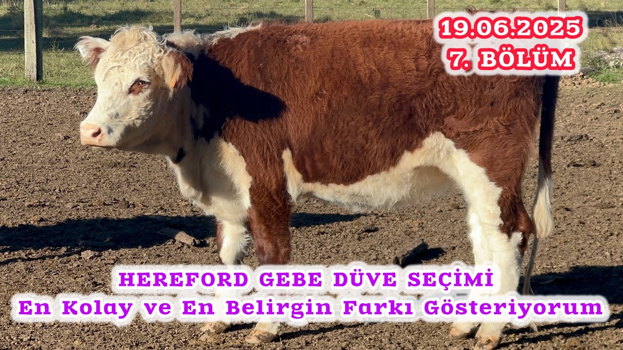 HEREFORD NASIL OLMALI ? GÖSTERDİM ? “Angus & Hereford GEBE Düveler Ağustos ayında Türkiye’de”