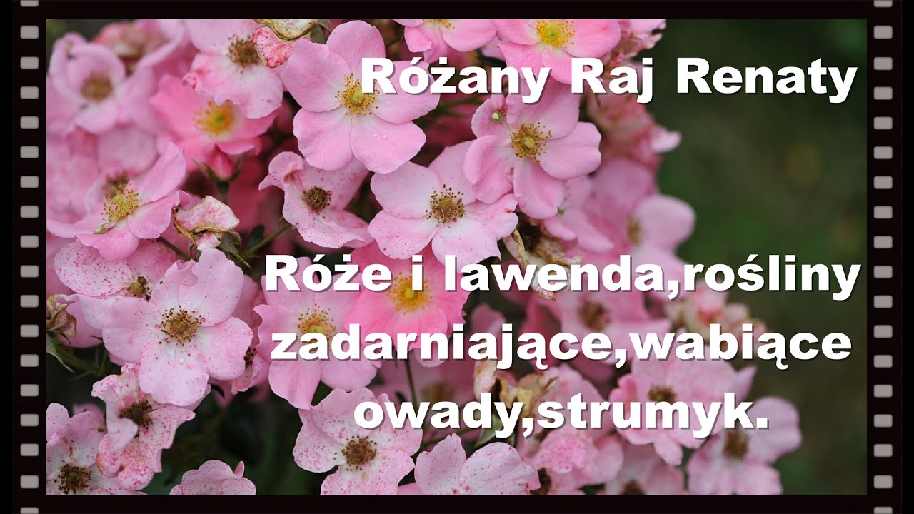 Róże i lawendy, rośliny zadarniające, wabiące owady, rośliny przy oczku i przy strumyku.
