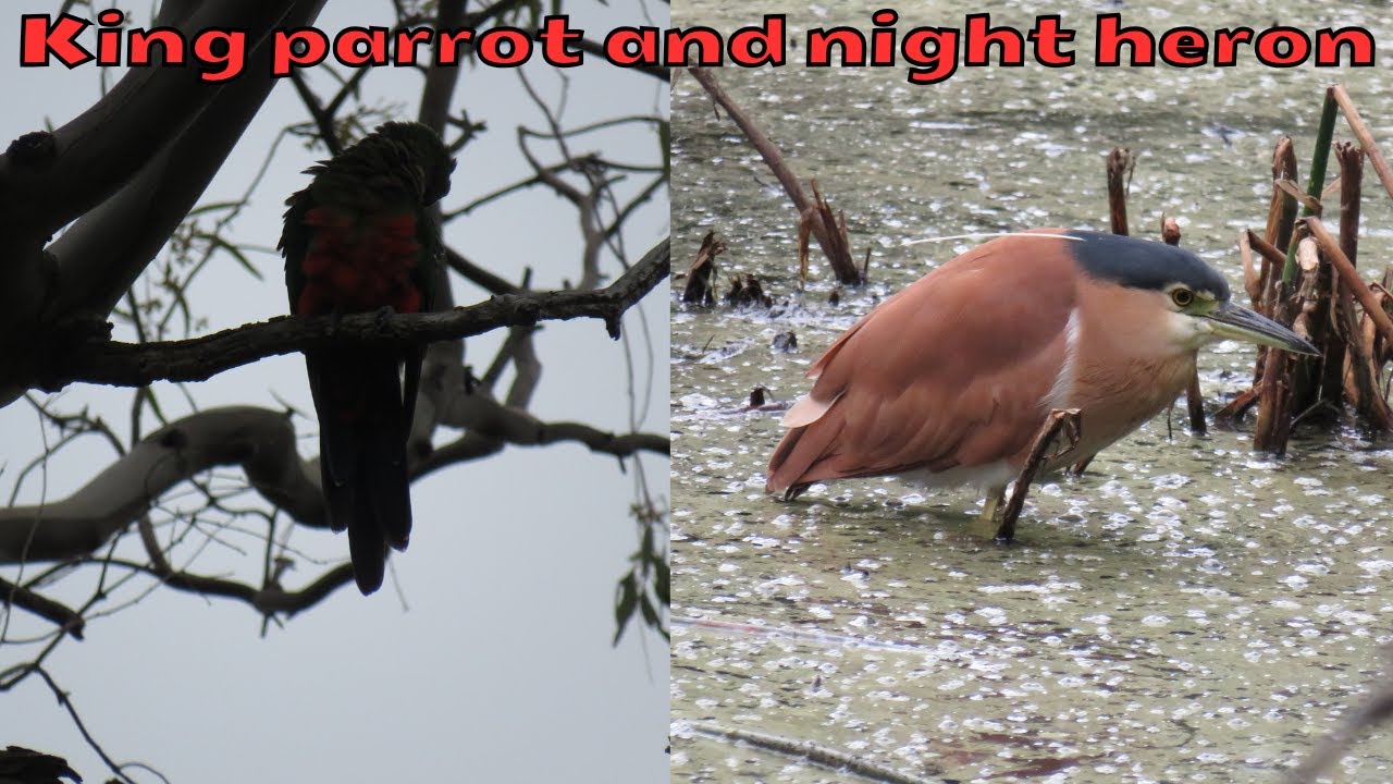 A shadowy king parrot and a nankeen night heron in a pond
