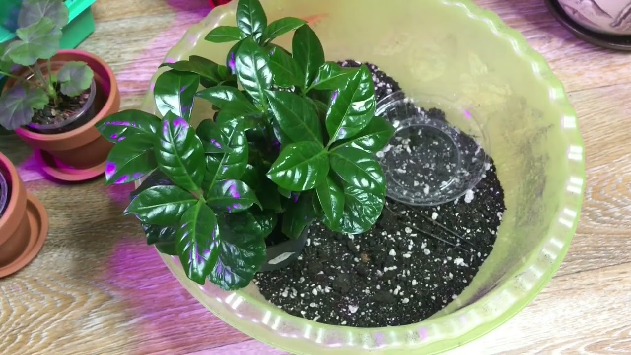 🌸Будни цветовода🌸Пересадка комнатных растений🌱