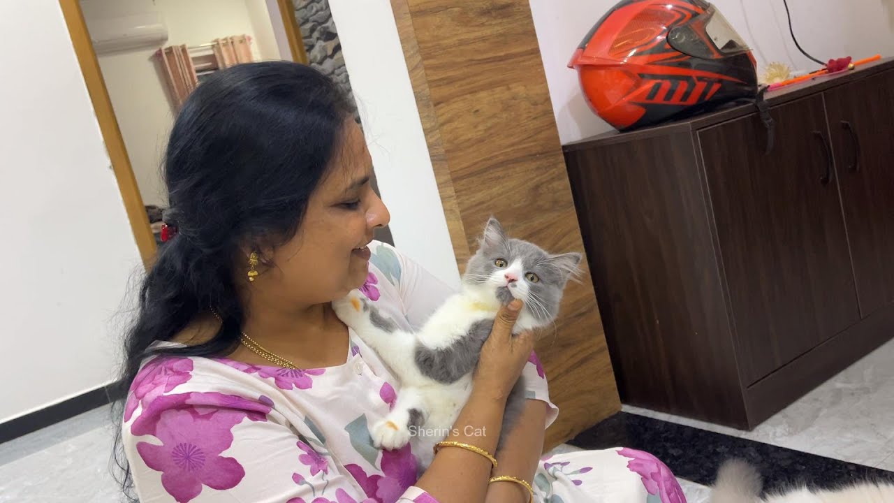 Shasha🐈Chinchu Kittens Sale...❓