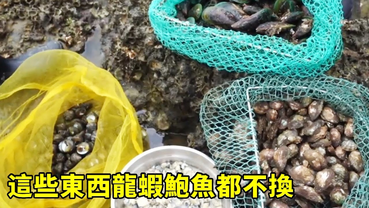 趕海遇到這幾種東西別丟掉，給龍蝦鮑魚都不換，小漁回家烹調美味【漁小仙】