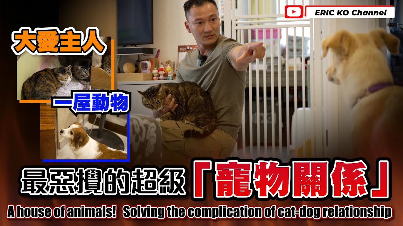 大愛主人❤️一屋寵物🐶🐱最惡攪的超級「寵物關係」👊！A house of animals Solving the complication of cat-dog relationship