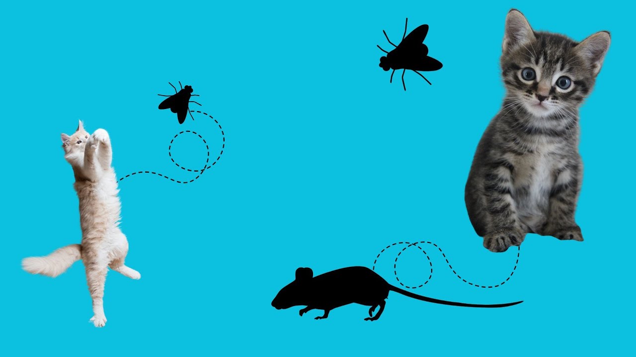 Videogioco per Gatti: il Topo e la Mosca 🐭🪰 #VideoPerGatti #GiocoPerGatti #GattiFelici