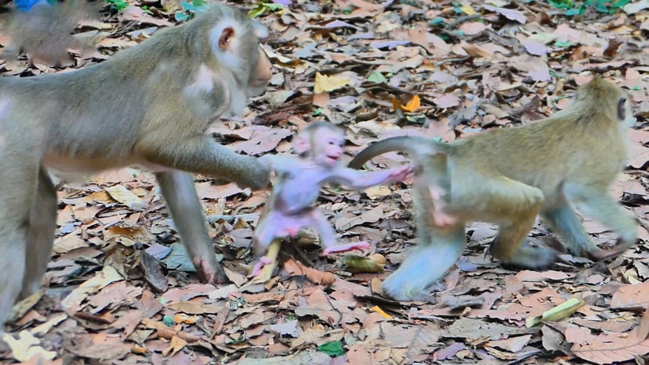 Baby Monkey Levy Cries Softly While Following Sister Rainbow &ndash; Mom Pulls Him Back💞🐒