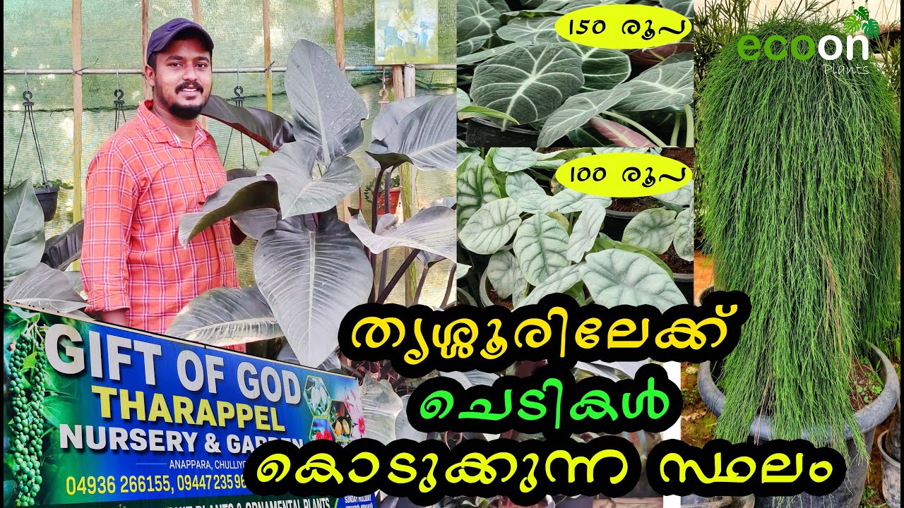 തൃശ്ശൂരിലേക്ക് ചെടികൾ കൊണ്ടുപോകുന്നത് ഇവിടെനിന്നാണ് | തറപ്പേൽ നഴ്‌സറി | THARAPPEL NURSERY