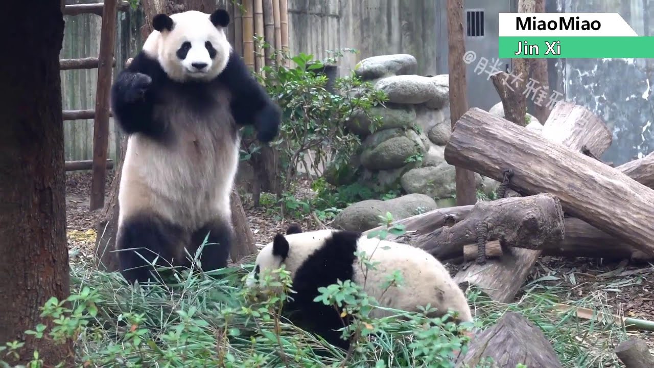 淼淼站起来胖揍儿子金喜😍 Mom Panda Miao Miao stands up and beats her son JinXi | Adorable Panda