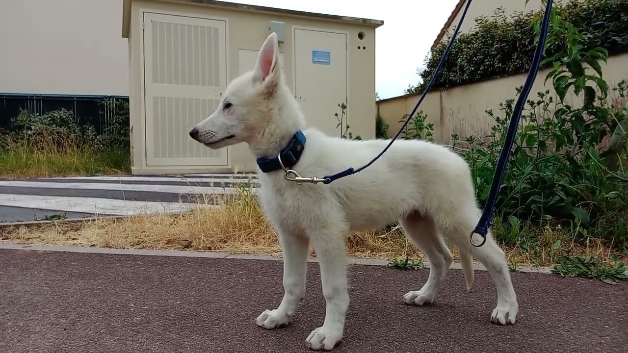 éducation et conditionnement' berger blanc suisse  F Uxie