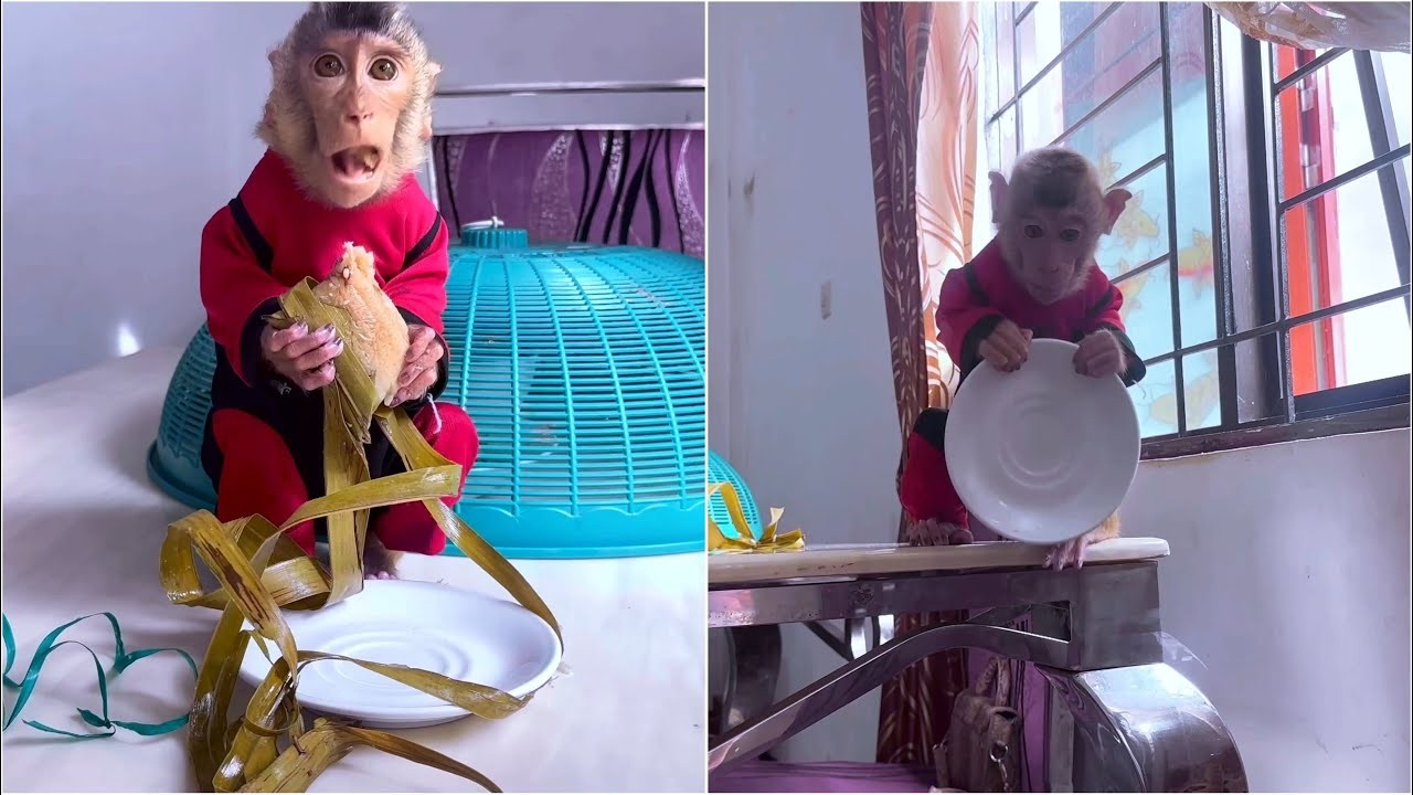 Alpha wanted to clean the plate he had just used to eat but instead dropped it