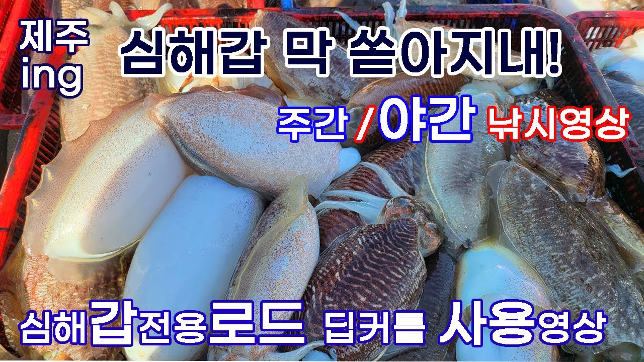 심해 갑오징어 무지하게 나오내! 야간 낚시영상 포함, 딥커틀 전용로드 사용