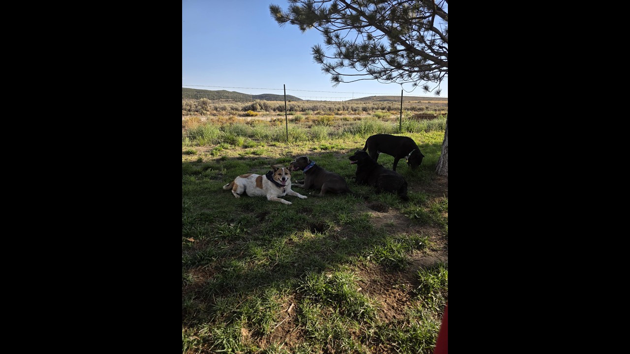 My Little Valentine playing in the yard her very first time with Big Sister Sadee.
