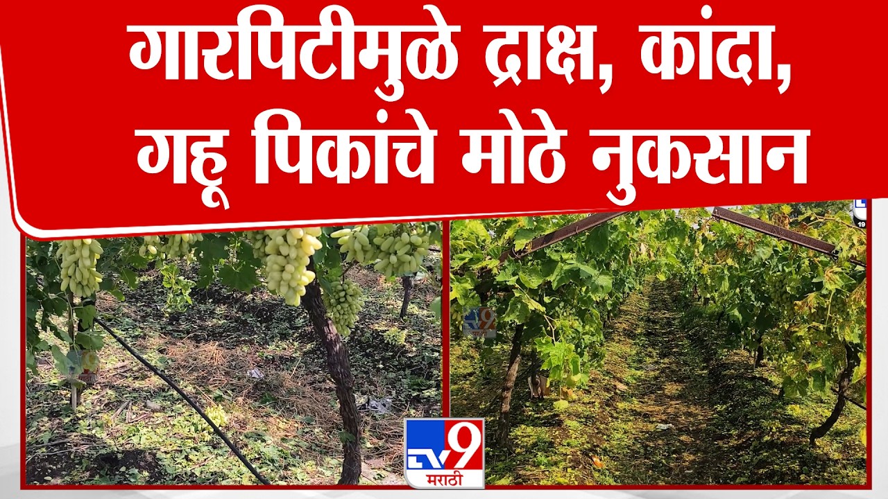 Nashik Rain | गारपिटीमुळे द्राक्ष, कांदा, गहू पिकांचे मोठे नुकसान