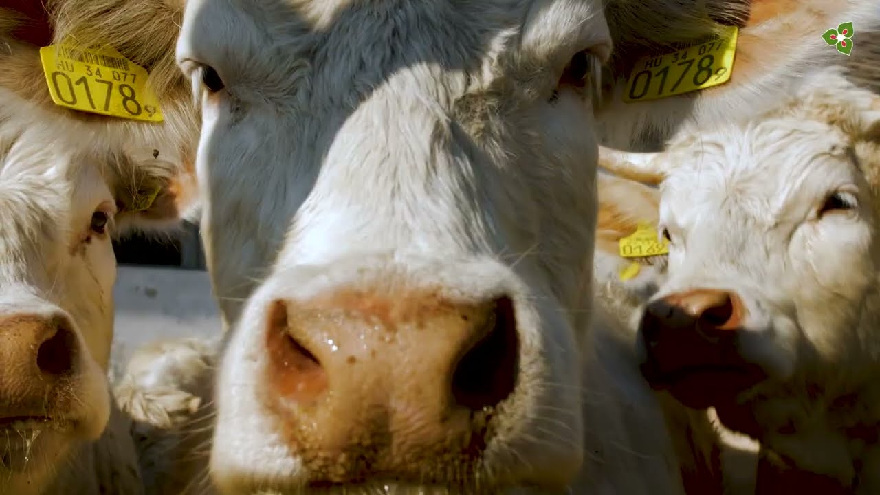 Okosmarhák Várvölgyön - Szenzorok a legelőre alapozott húsmarhatartáshoz