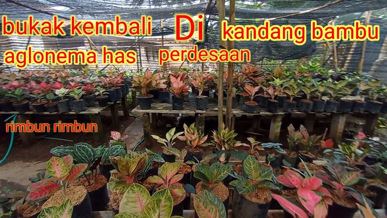 bukak kembali aglonema di kandang bambu dengan harga terjangkau. 