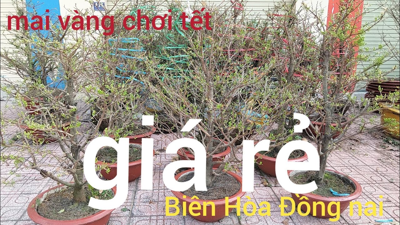 Mai vàng chợ lách, giao lưu mai vàng giá rẻ lh0382626195 mai vàng chơi tết Biên Hòa Đồng nai