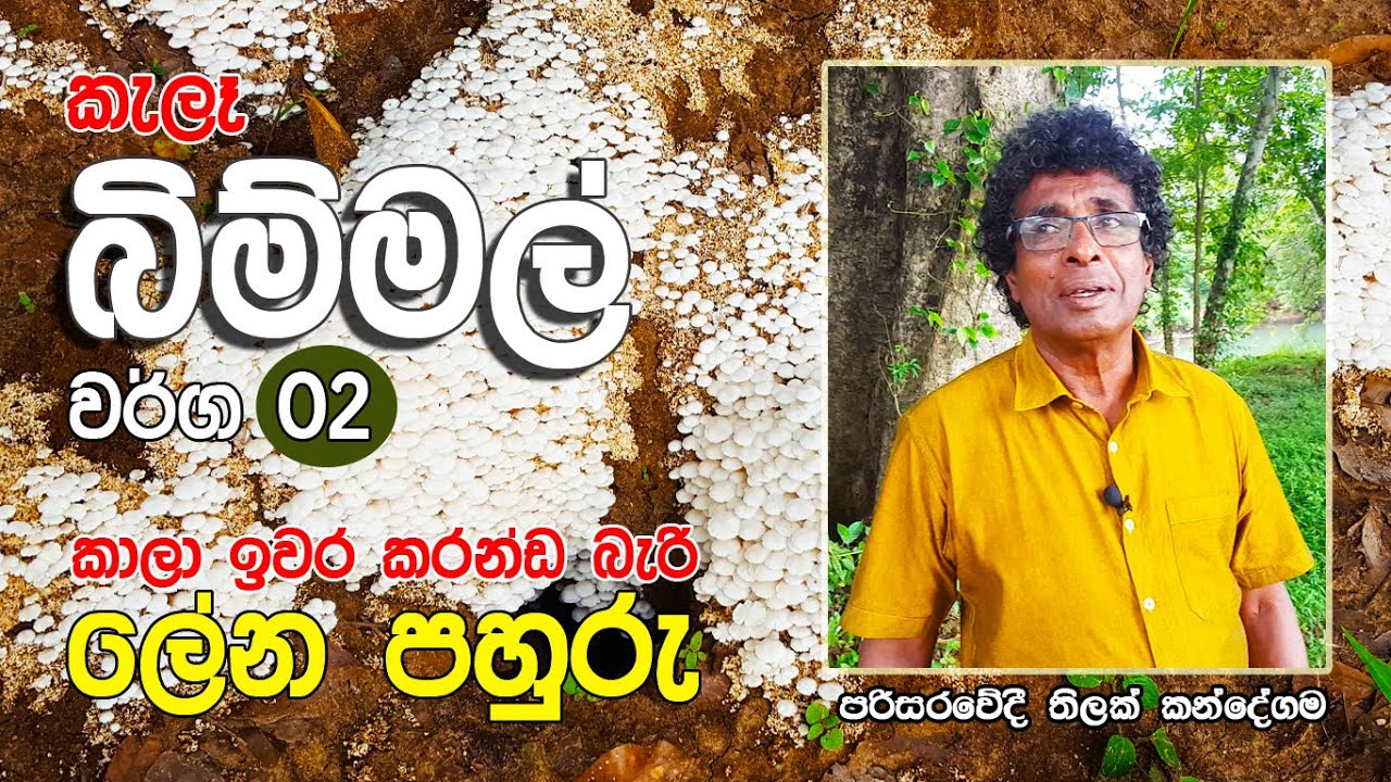 කැලෑ බිම්මල් / ලේන පහුරු - තිලක් කන්දේගම - Thilak Kandegama / Wild Mushrooms in Sri Lanka - 02