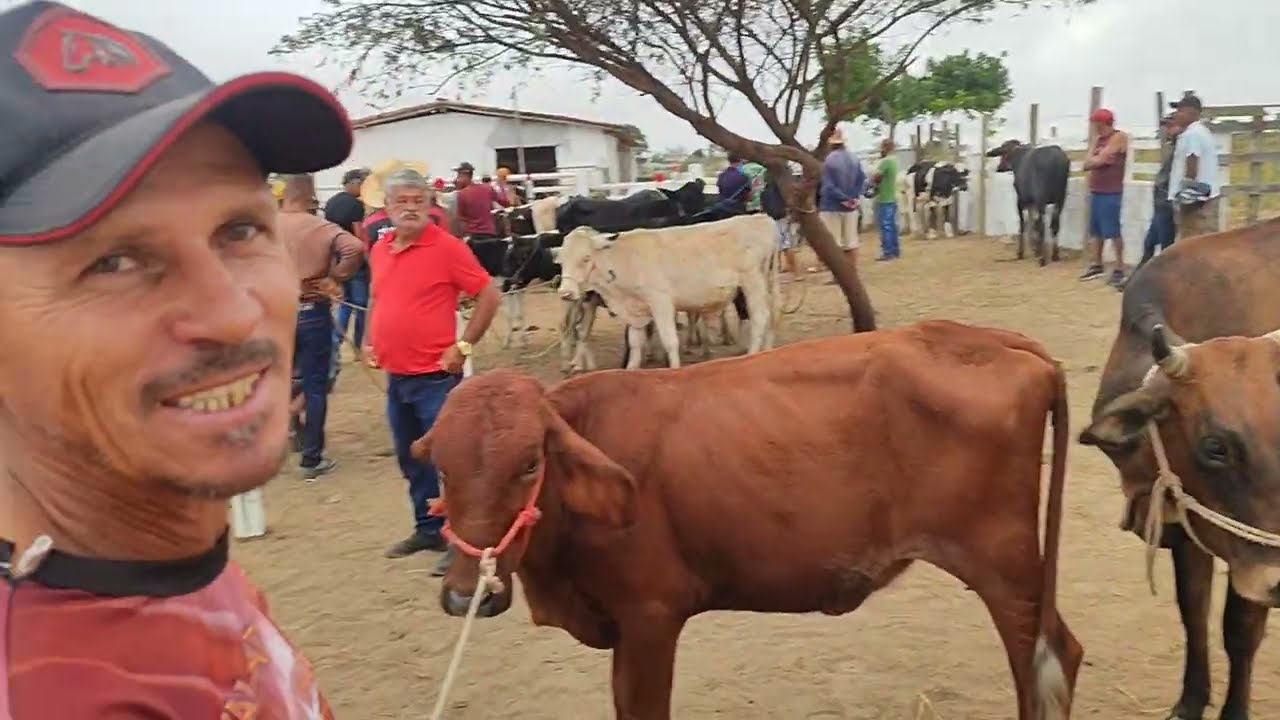 Feira de gado no Posto Alto da Serra-PE 08/02/26
