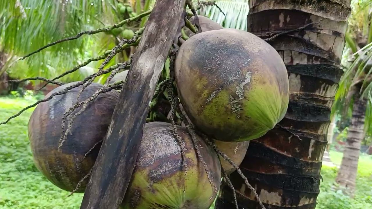 Update in dwarf coconut as of August 25, 2025 #dwarfcoconuttree #dwarftcoconut