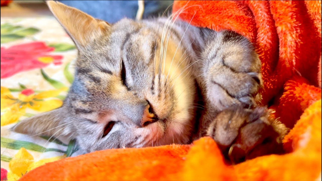 99%が5分で眠くなる😴 猫のゴロゴロ×Water Wood ASMR