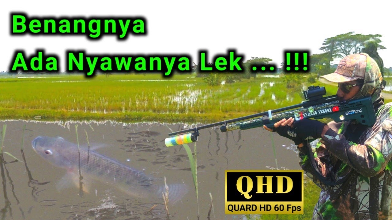 Melipir sawah usai banjir. Menembak ikan nila ekor merah