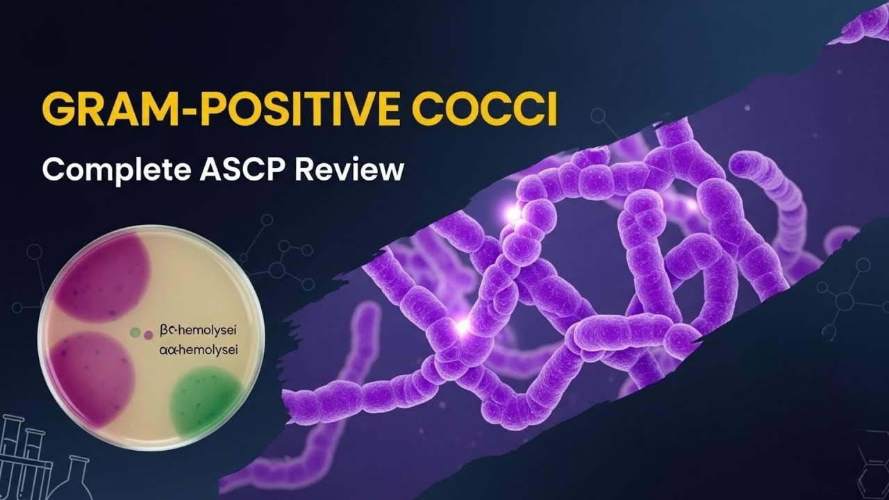 Идентификация стрептококков и энтерококков | Подготовка к экзамену ASCP MLS 2026