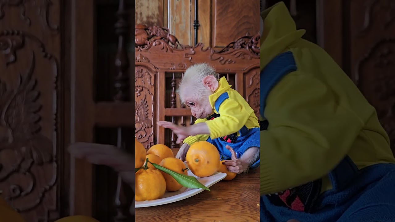 Baby monkey enjoys fruit #short  #babymonkey #animal