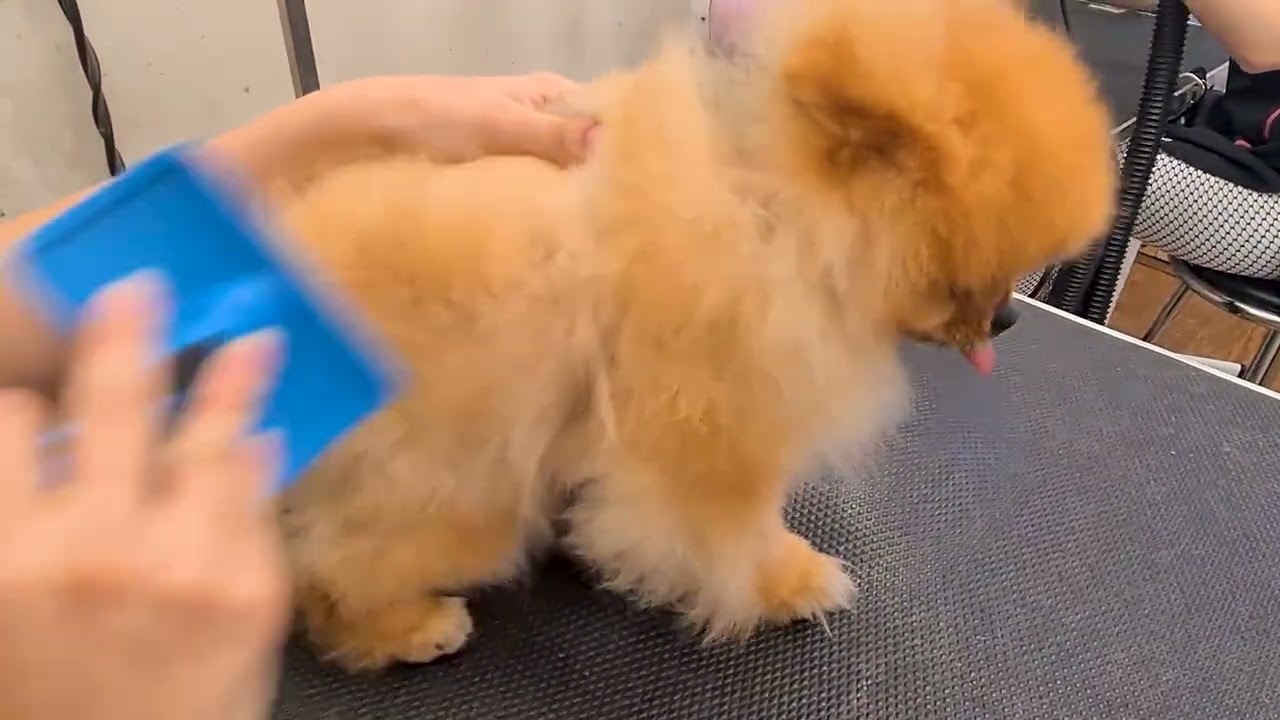 From NEGLECTED MESS to SHOW DOG: The Grooming Transformation