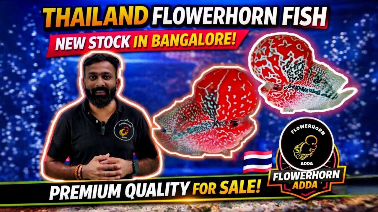 🇹🇭Thailand Flowerhorn Fishes At Bangalore😱 | Flowerhorn Adda