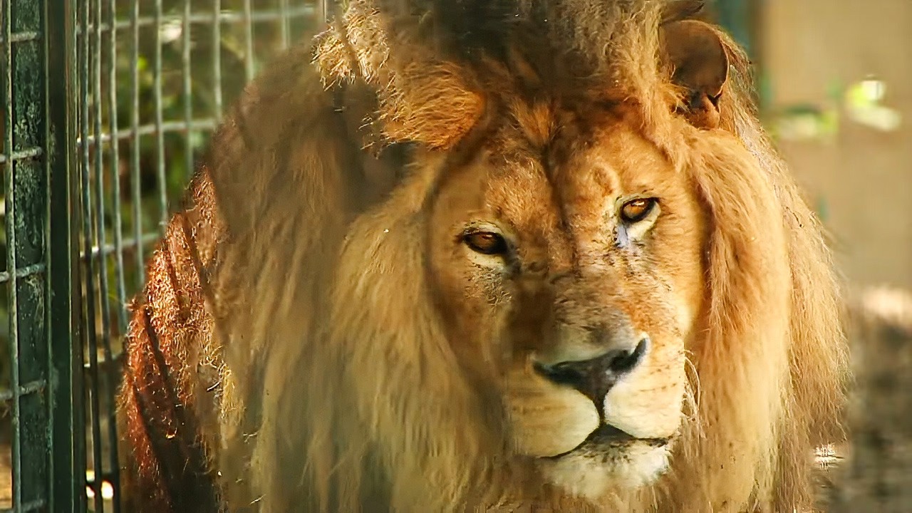 La Palmyre, le zoo le plus visit&eacute; de France