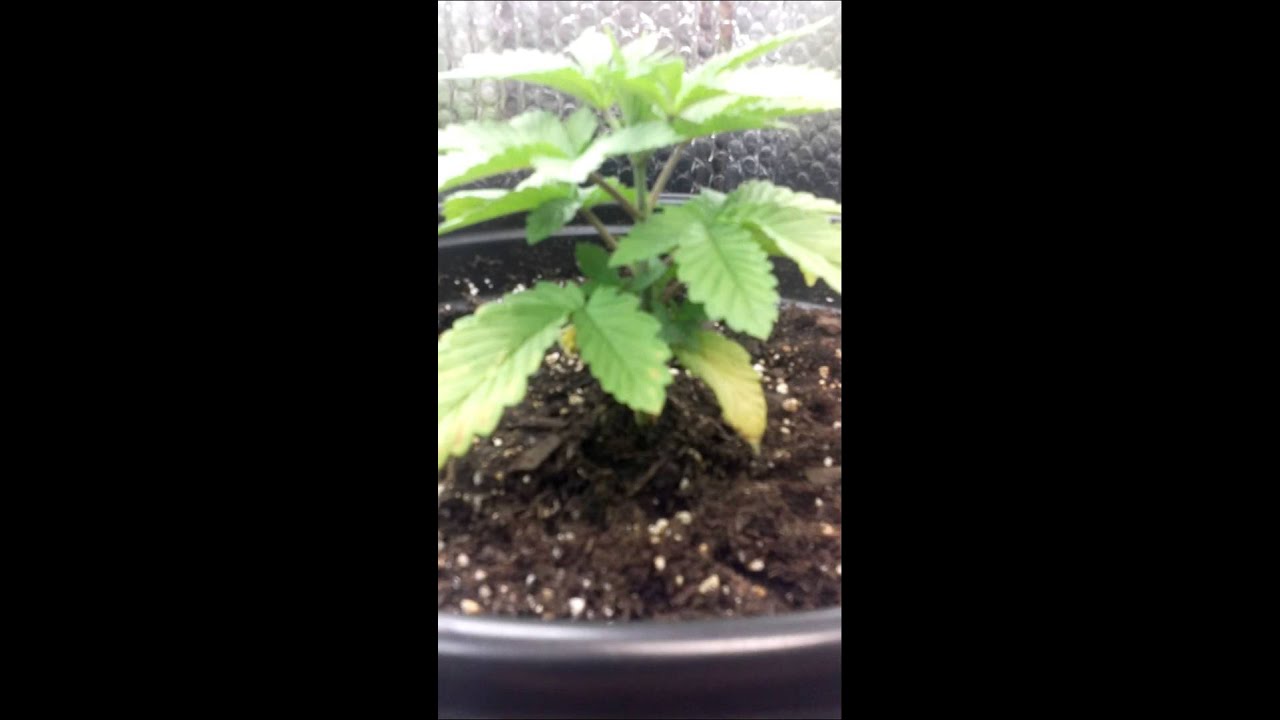 Budget closet grow with cfl