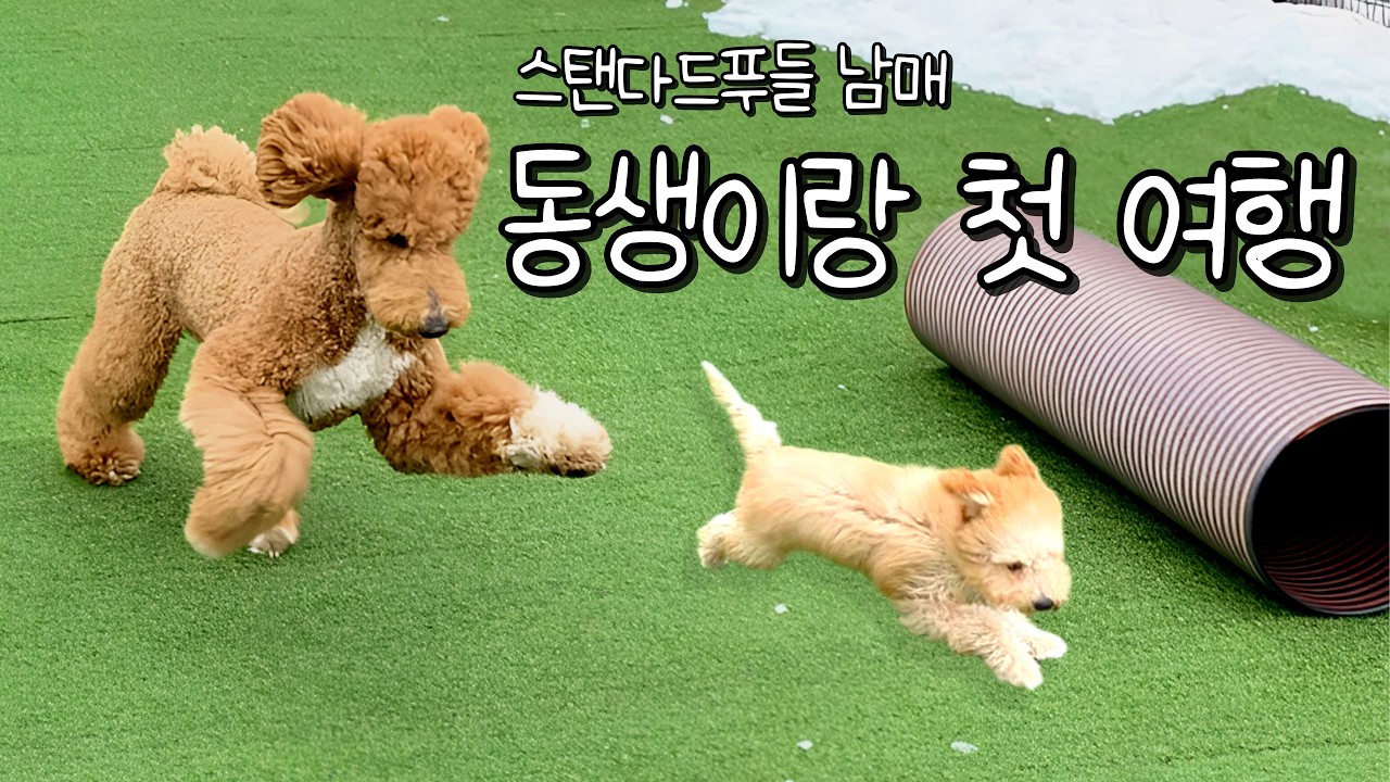 스탠다드푸들 두 마리와 여행은… 낭만이 아니라 극기훈련이었습니다ㅋㅋ┃강아지 일상
