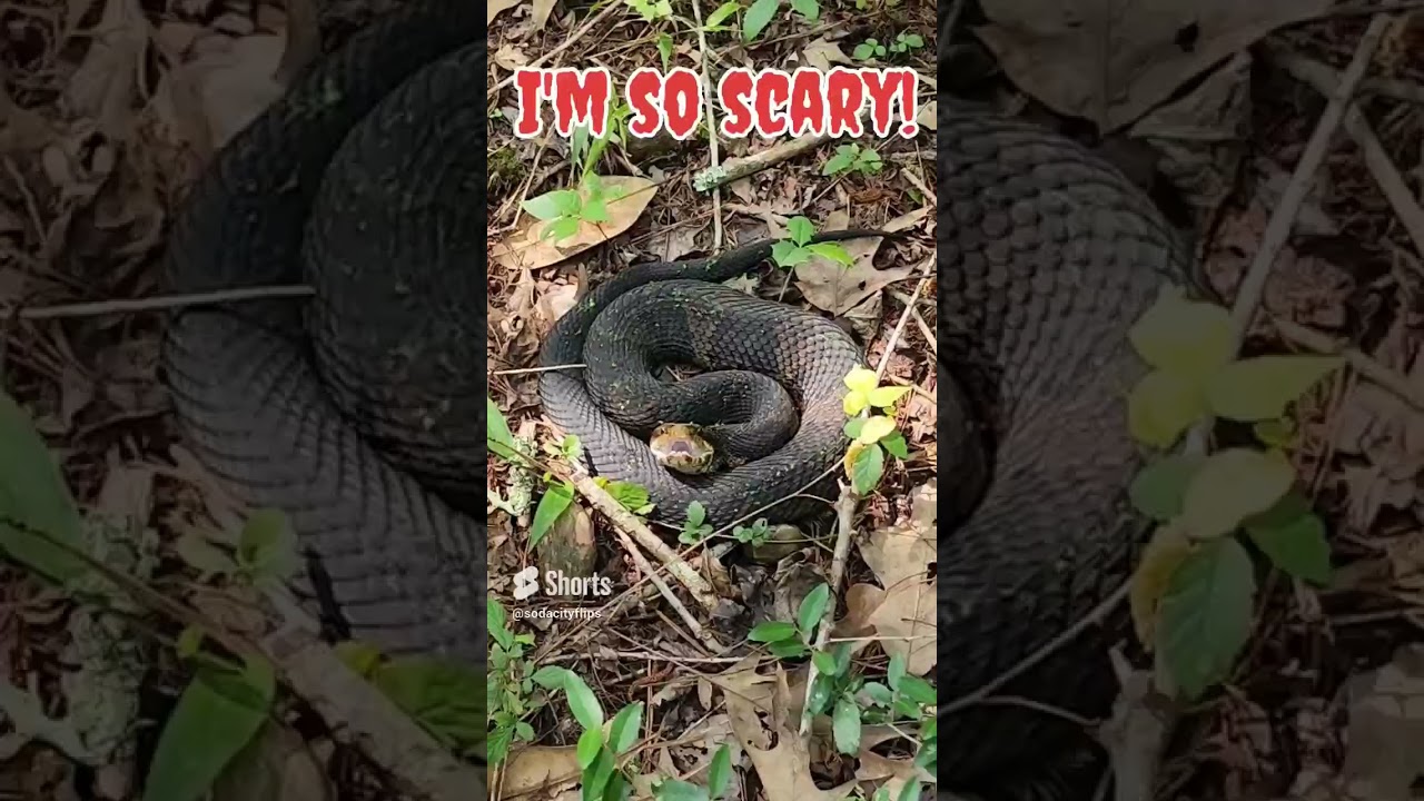 Chased By A Cottonmouth! 