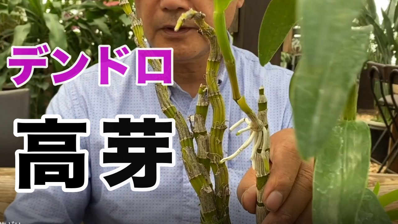 【洋蘭】上から生えてくる根っこの正体はなに？デンドロビュームの高芽の取り方、植え方を解説します！