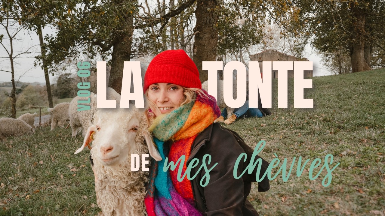 🌿 C’est le jour de la tonte de mes chèvres angora à la ferme ! 🐐✂️