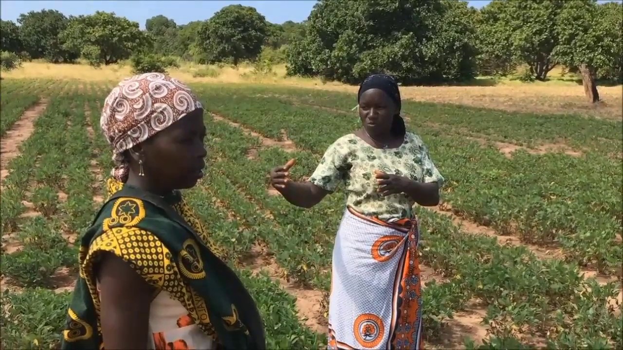 Methods for controlling groundnut rosette disease