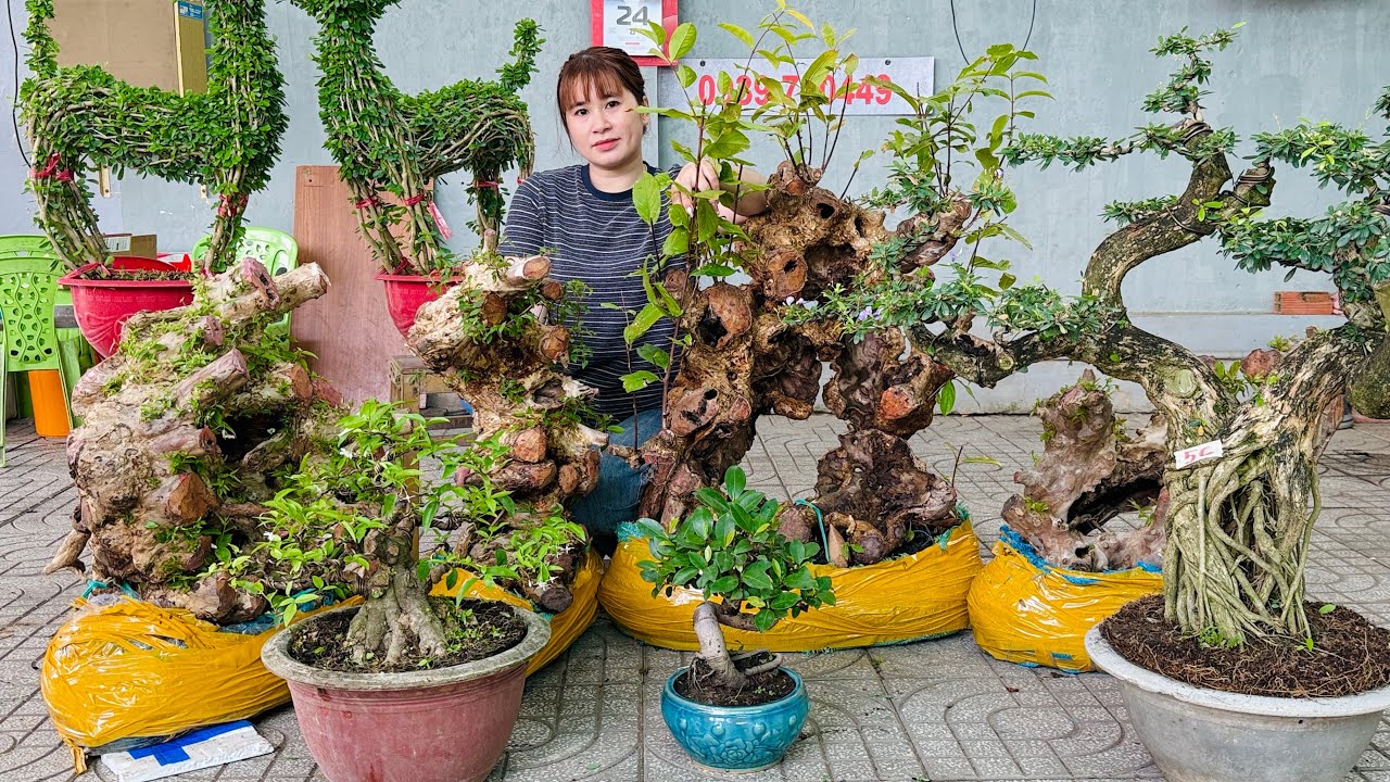 Sam Trắng Tím, Mai Thủy, Bằng Lăng, Cần Thăng & Bonsai Ăn Trái - chào bán 24/2 Thúy An