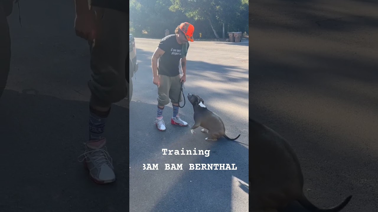 Jonny bernthal training his bam slam dog #jonbernthal #edit #marvel