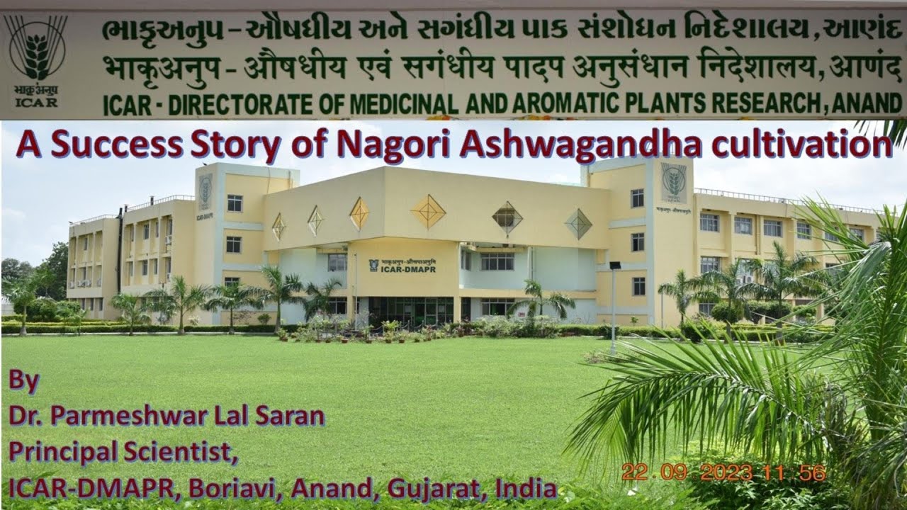 Success story of Nagori Ashwagandha cultivation