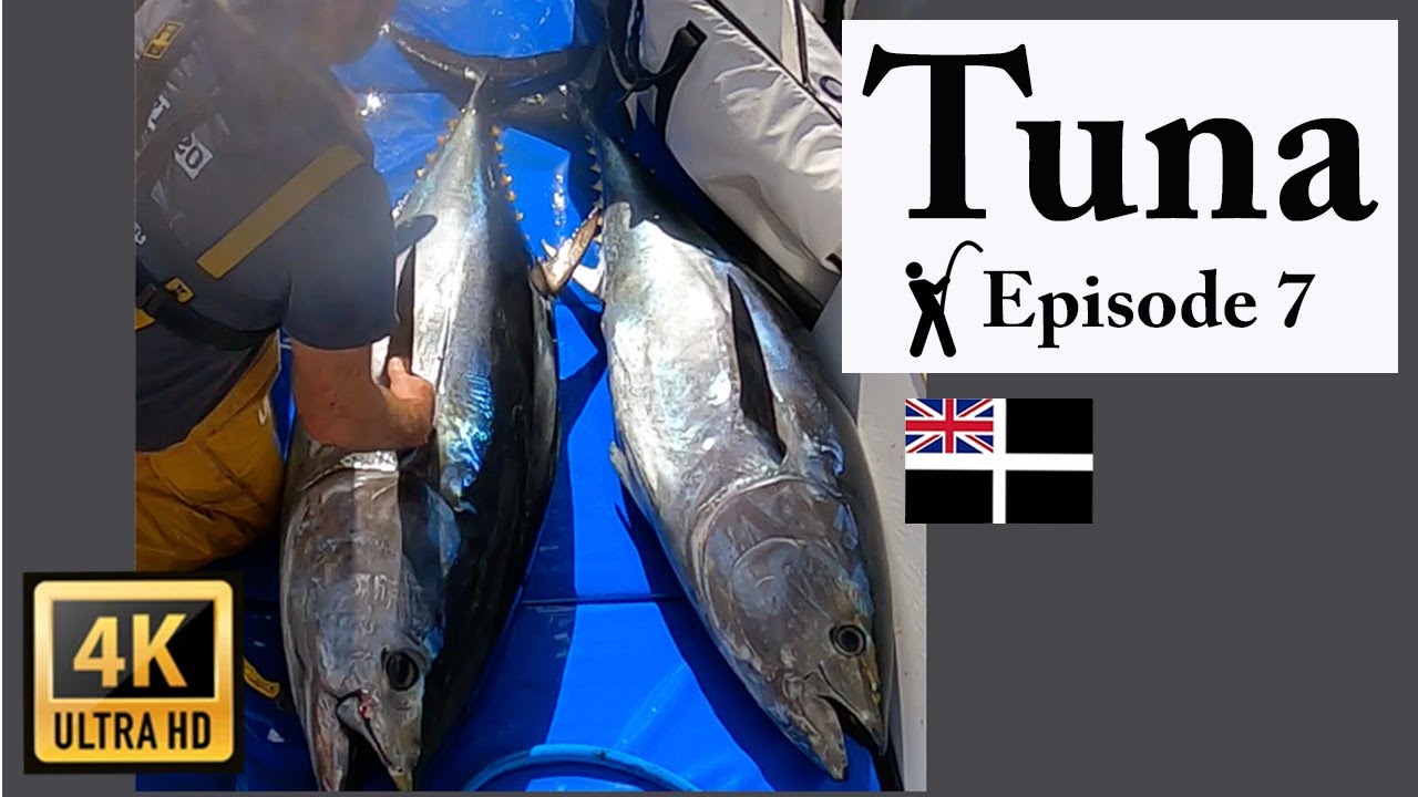 Bluefin Tuna Fishing UK - 4 fish captured - FH20 BFT E7 2024.