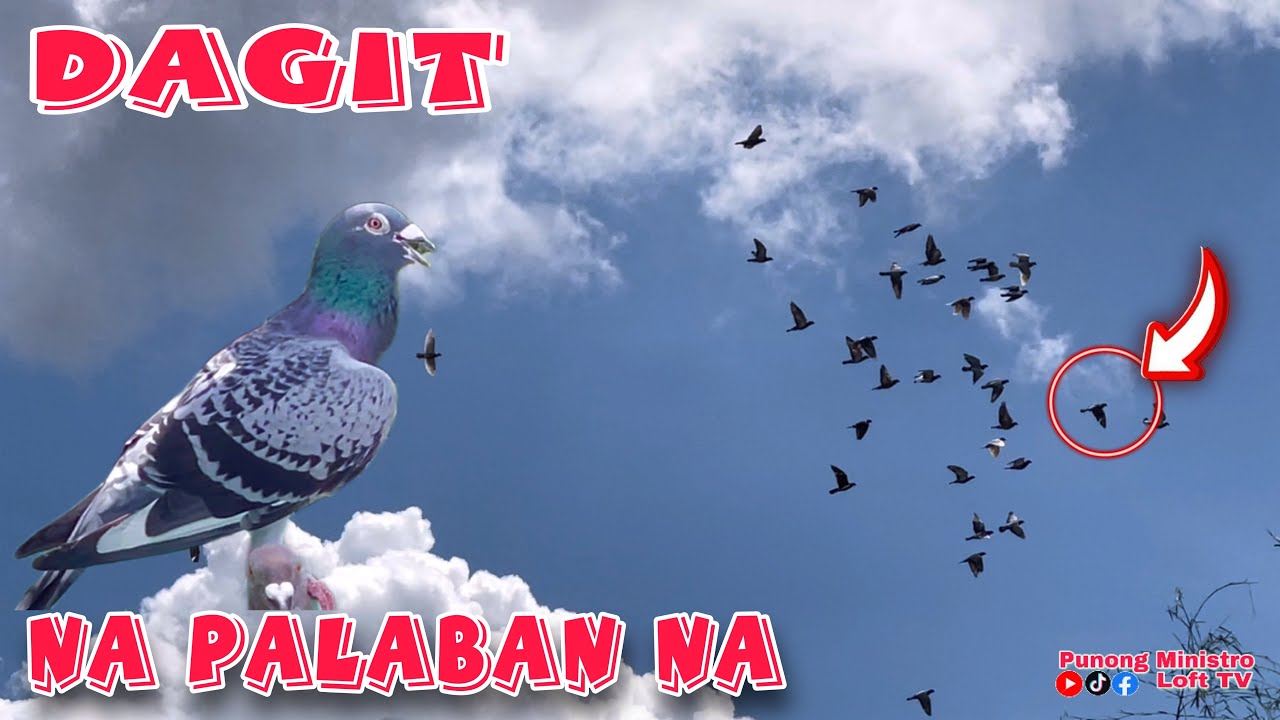 EP478 - UNANG LABAN NI DAGIT, ABA AKALAIN NYO.! OLAT!