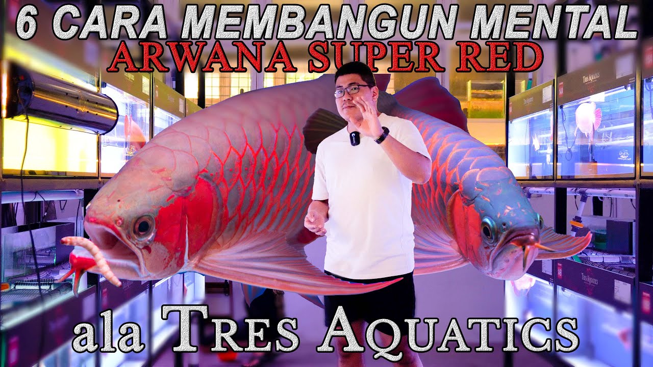 MENTAL ARWANA SUPER RED BAJA ala Tres Aquatics!