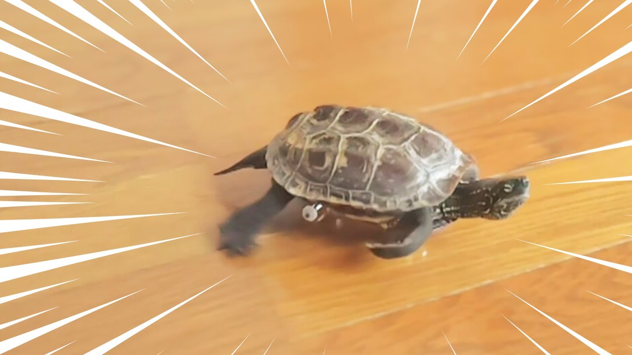 スケボー亀、新しい技に挑戦！【Skateboarding turtle tries new tricks!】