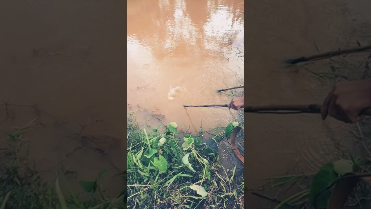 kích cá rô phi