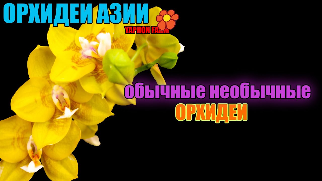 НЕИСТОВОЕ ЦВЕТЕНИЕ АЗИАТСКИХ ОРХИДЕЙ
