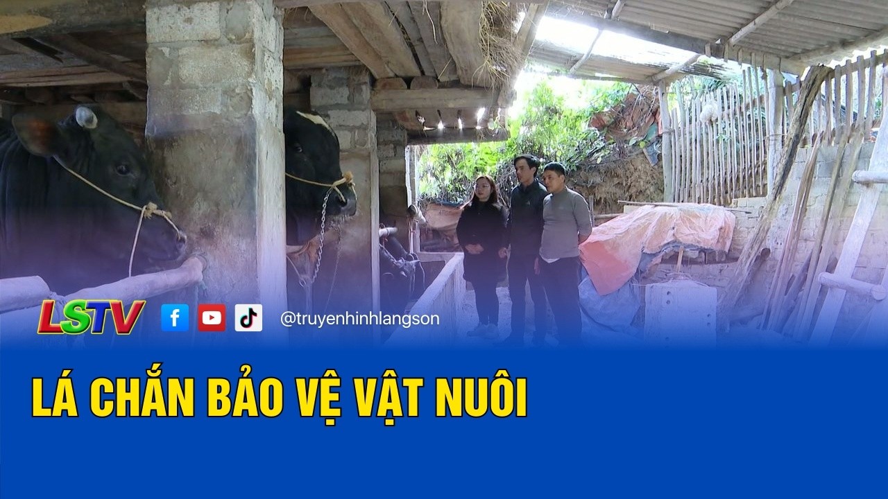 Lá chắn bảo vệ vật nuôi | Khuyến nông Lạng Sơn 5/3/2026 | LSTV