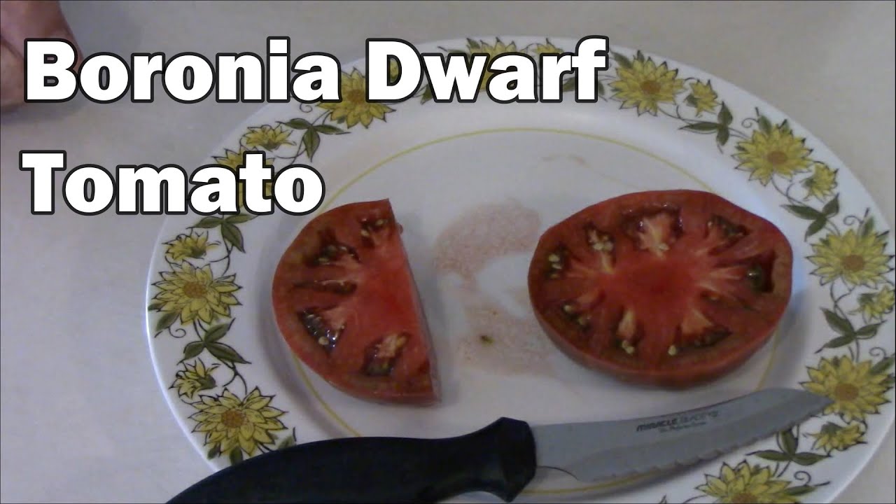 Boronia Dwarf Tomato Taste Test and Review - My New Favorite Tomato!